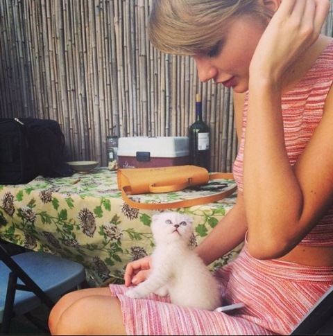 taylor swift cat