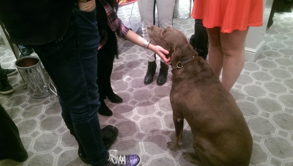 chocolate labrador retriever marisa perry