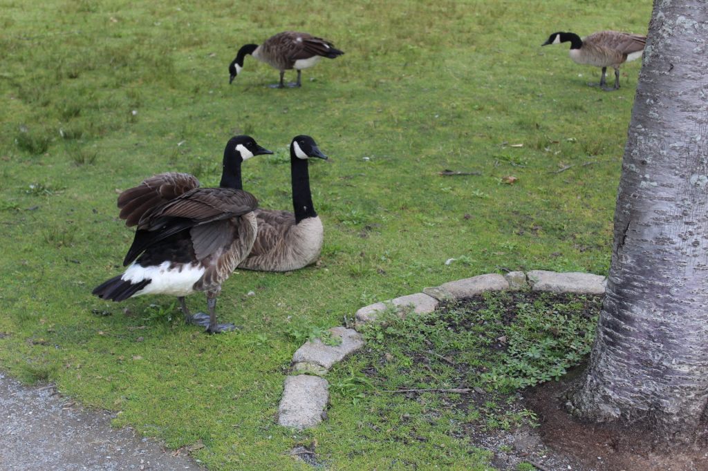 geese